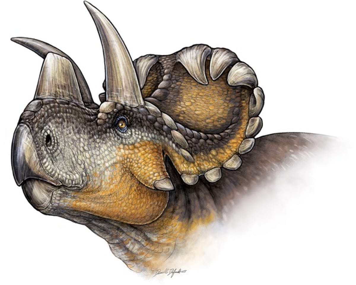 wendiceratops-pinhornensis.jpg