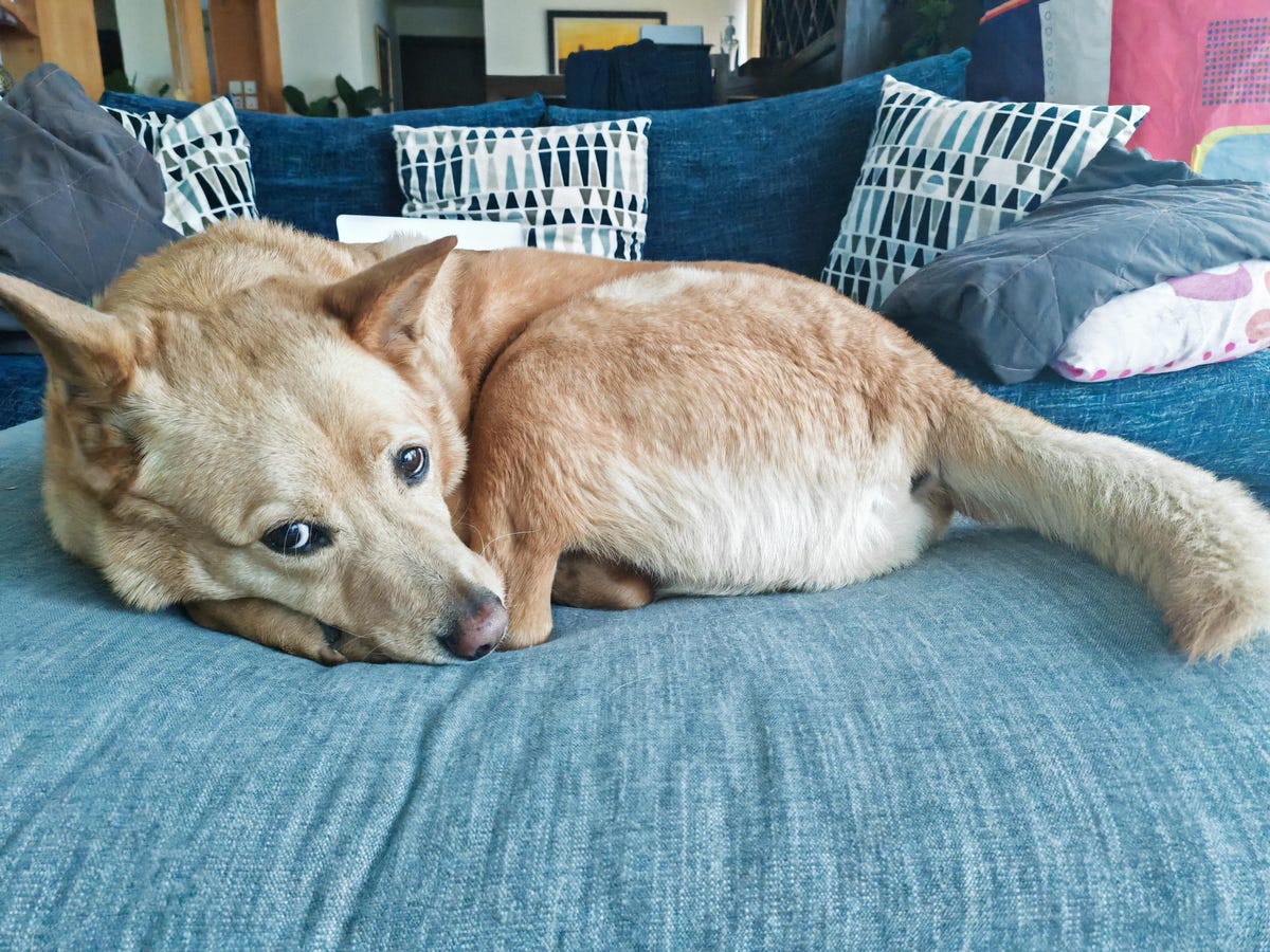mongrel on couch