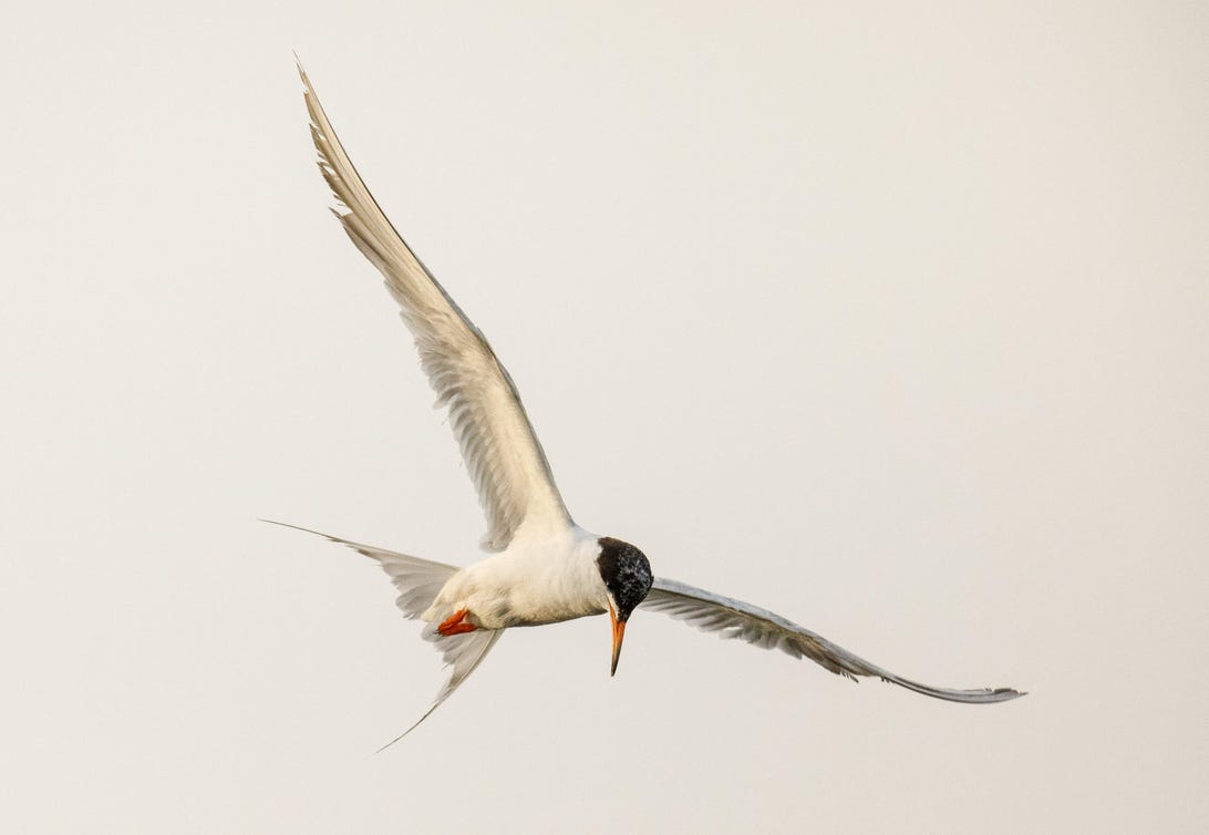 A Forster's tern looks for fish to snatch from the San Francisco Bay in Palo Alto, California.