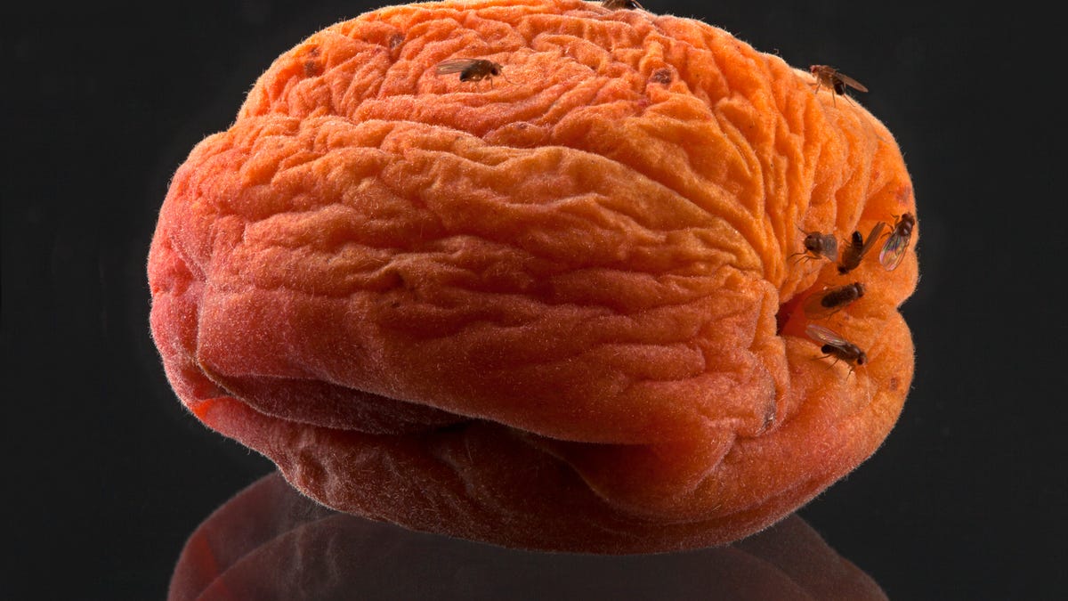 Fruit flies on wrinkled peach