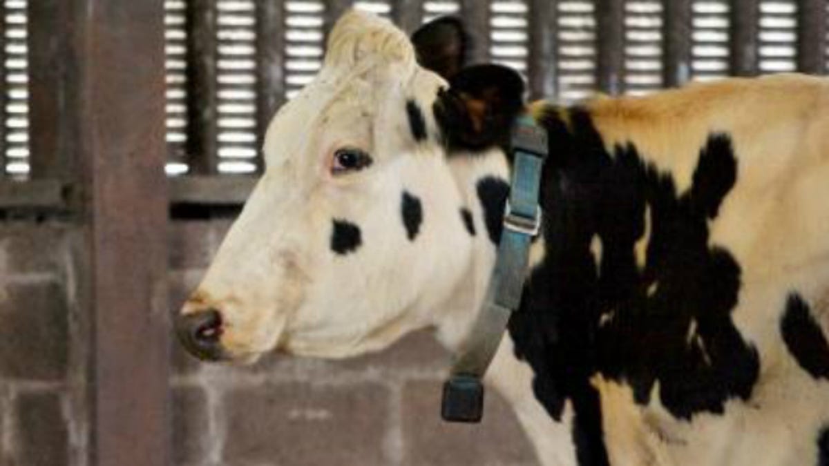 A dairy cow equipped with a smart collar and wireless sensor can detect head position and notify its farmer via text.