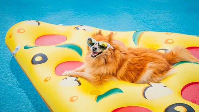 Pomeranian dog wearing sunglasses on pizza shaped pool float.