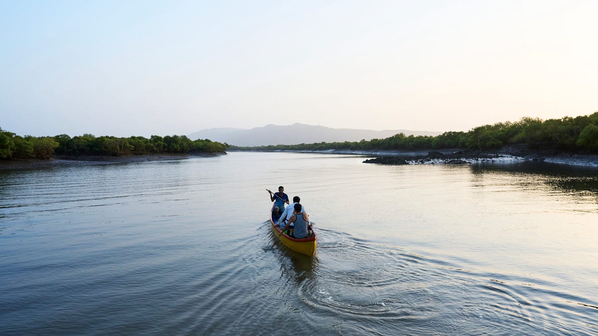 A canoe in the waters near India&apos;s mangrove trees