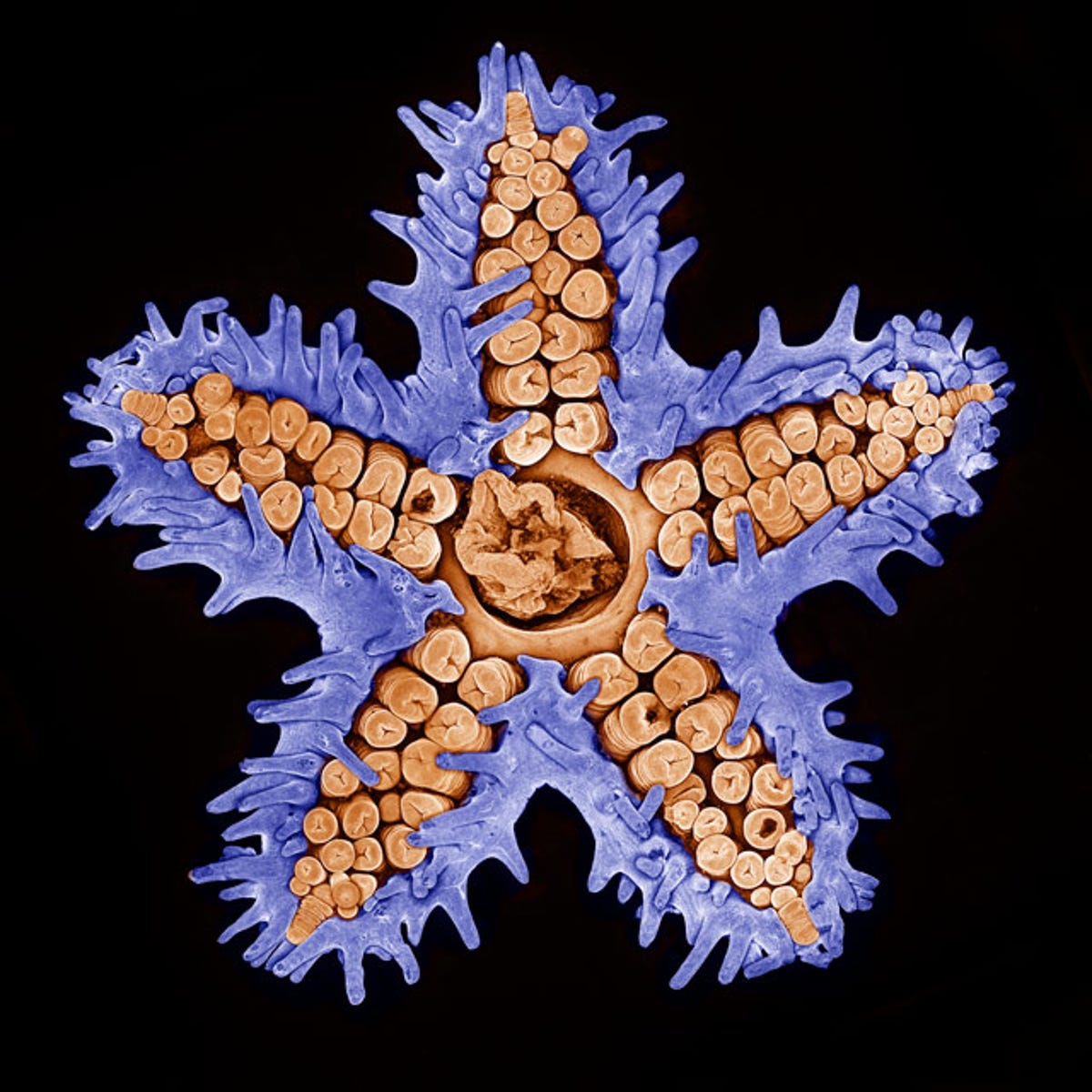 5-darling-starfish.jpg