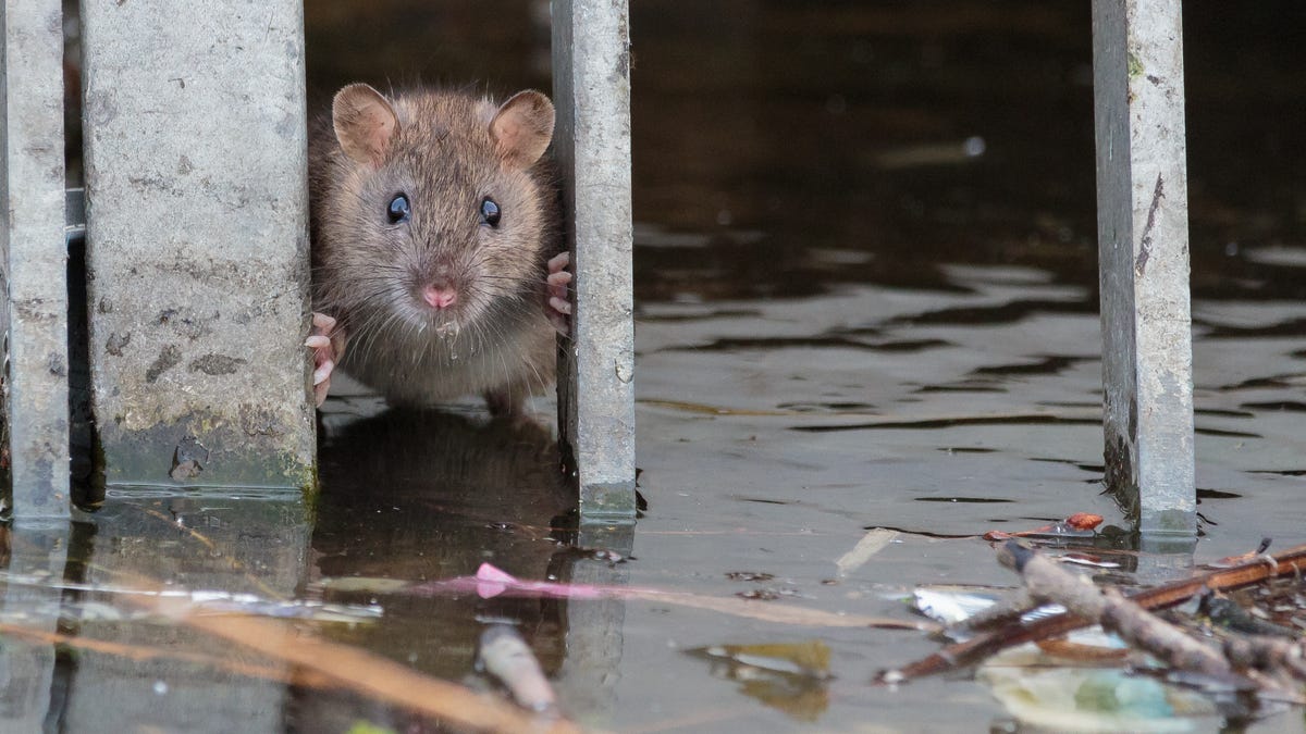 A little rat stands in water, looking out a gate in a city.