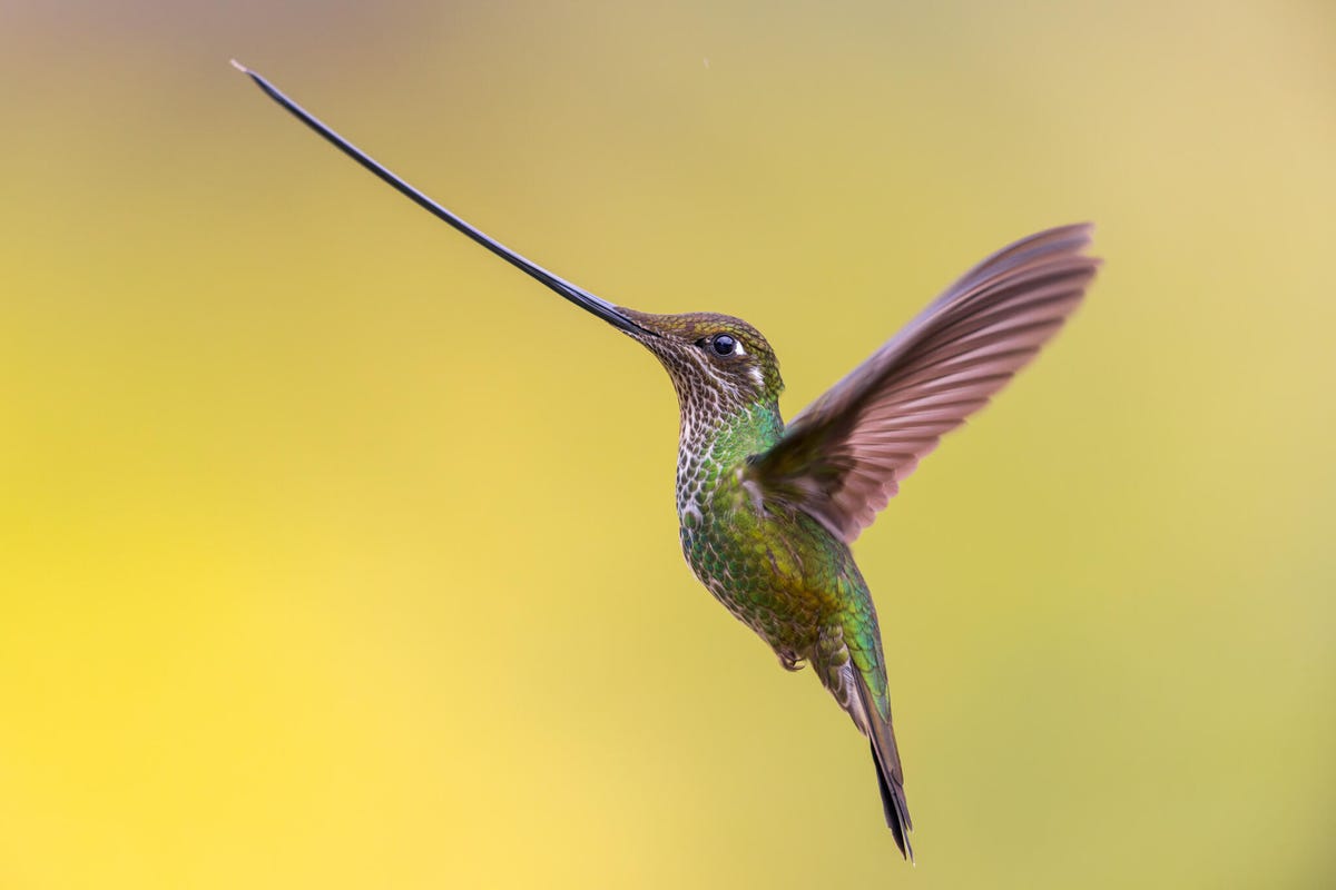A green hummingbird with pink wings and throat floats with its wings extended against a yellow backdrop. It has an extremely long bill.