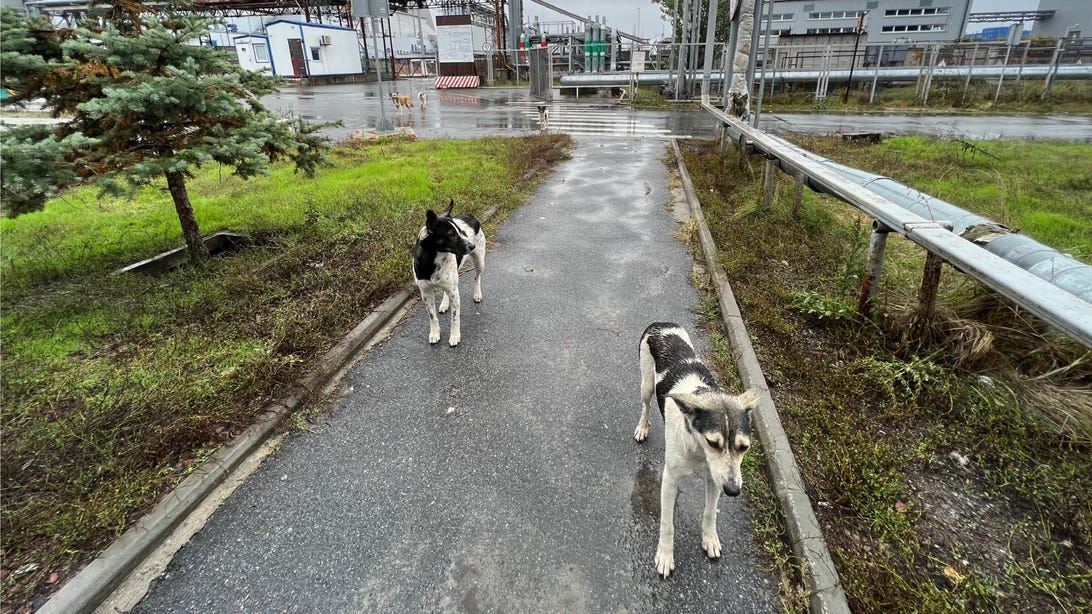 In the Shadow of Chernobyl, a Pack of Dogs Unlike Any Other Roams the Wasteland     – CNET