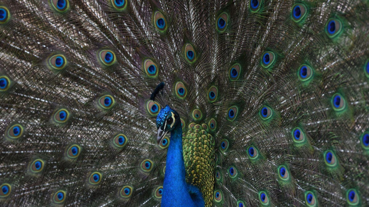 A male Indian peacock pictured displaying his tail feathers