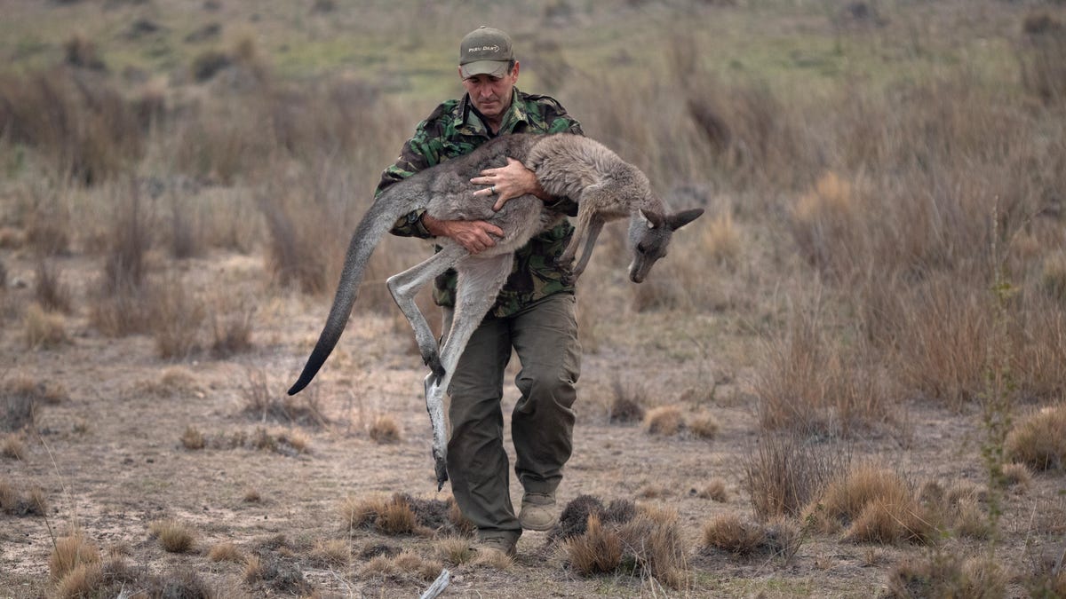 Man carrying a kangaroo