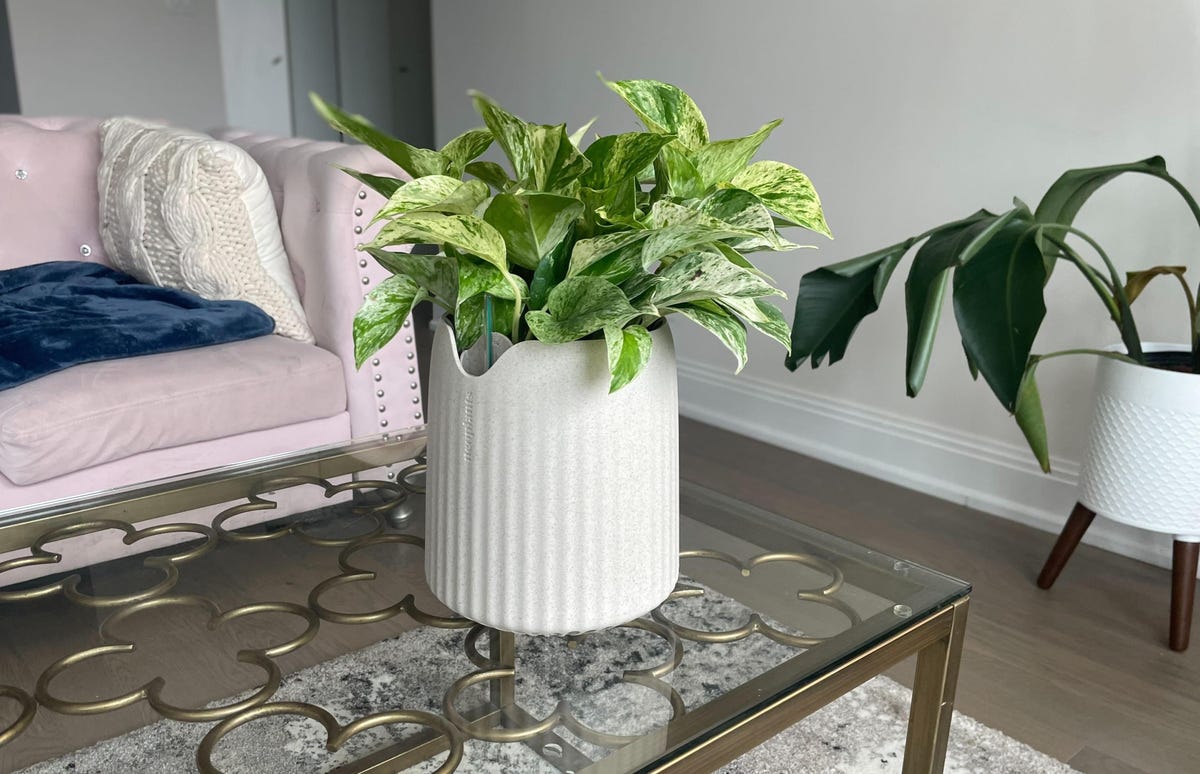 plant in pot on coffee table