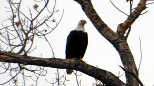 Extremely Rare White Bald Eagle Captured on Video Looking Majestic