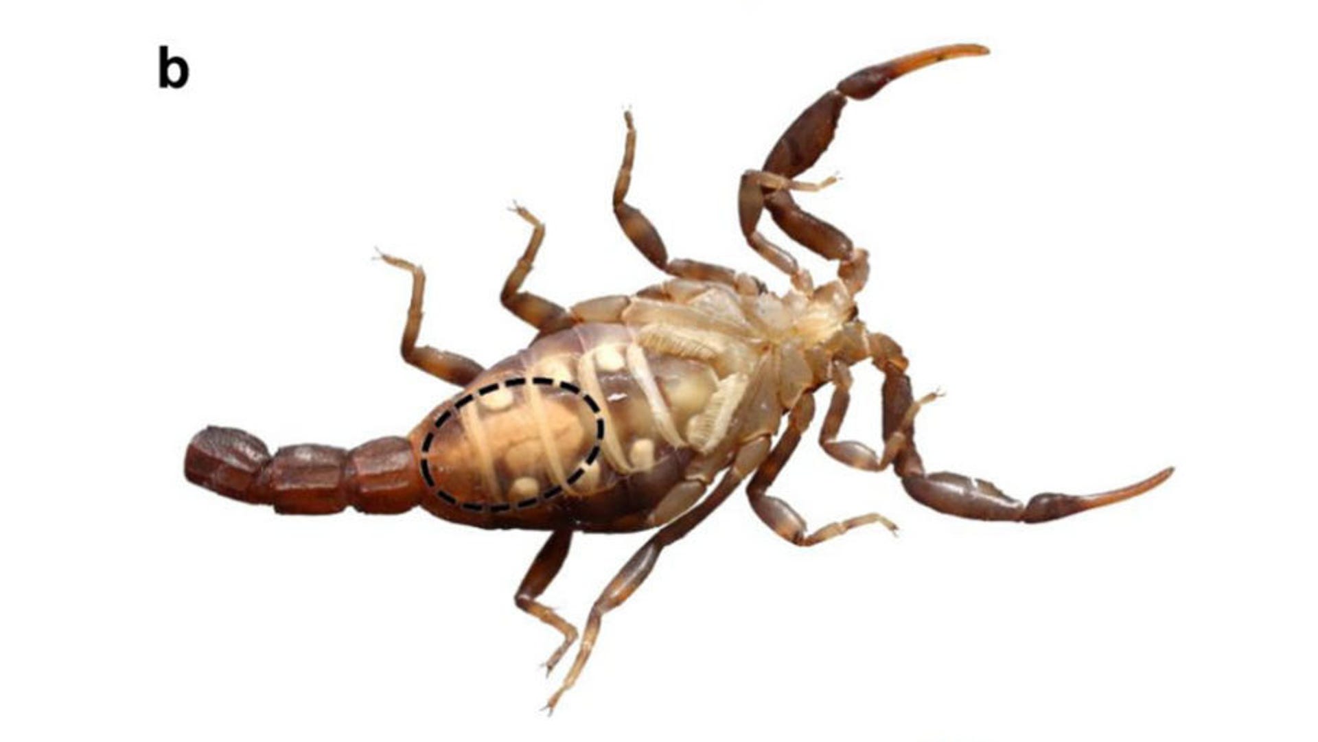 A scorpion underside showing it missing part of its tail along with its constipated area circled.