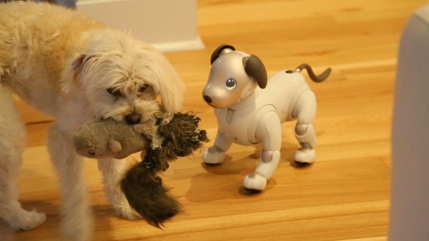 Can Sony's robot pup Aibo make friends with real dogs?