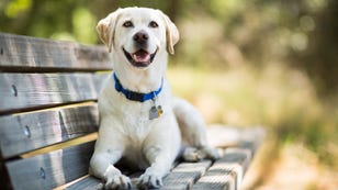 A Veterinarian Names His Top 5 Dog Breeds