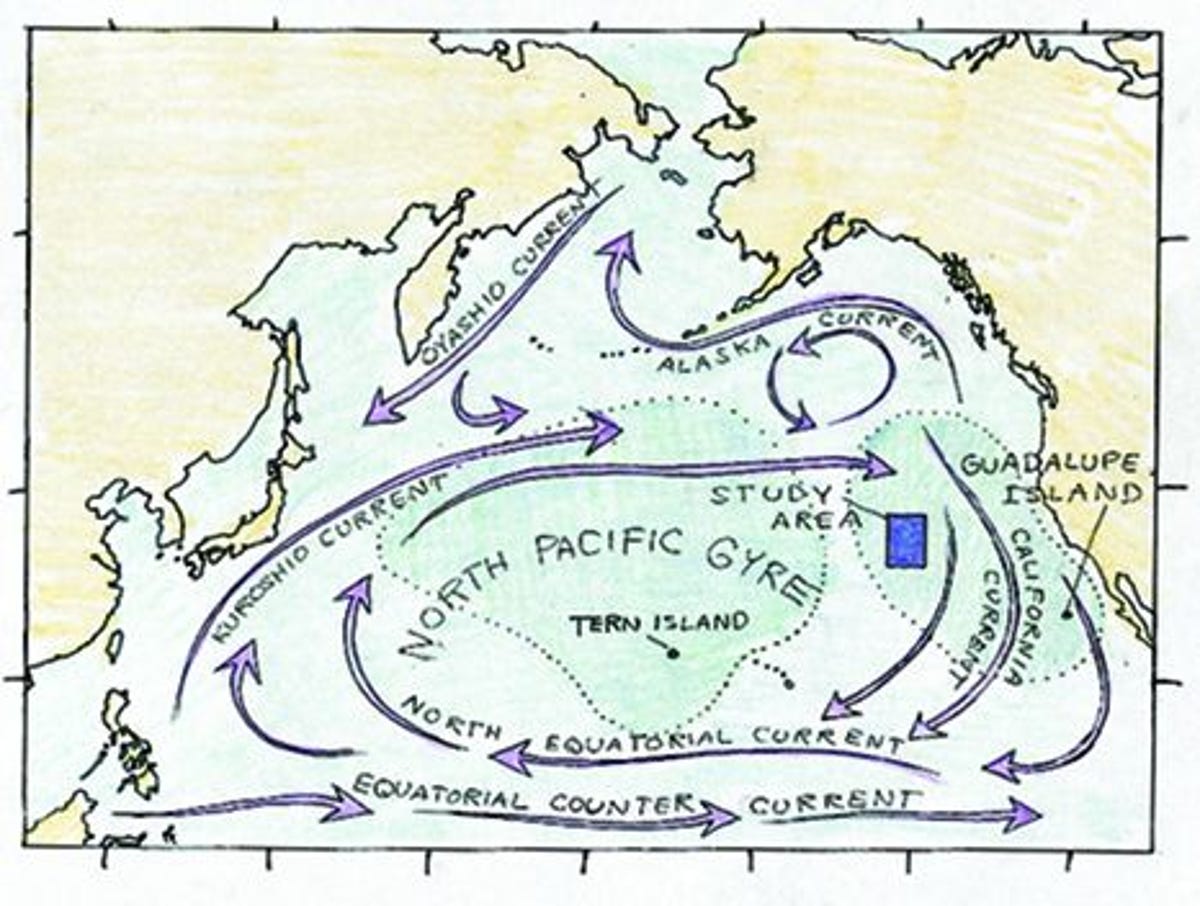 For more than a decade Algalita researchers have been collecting samples from the North Pacific Gyre, which traps untold amounts of plastic particles in its eddies.