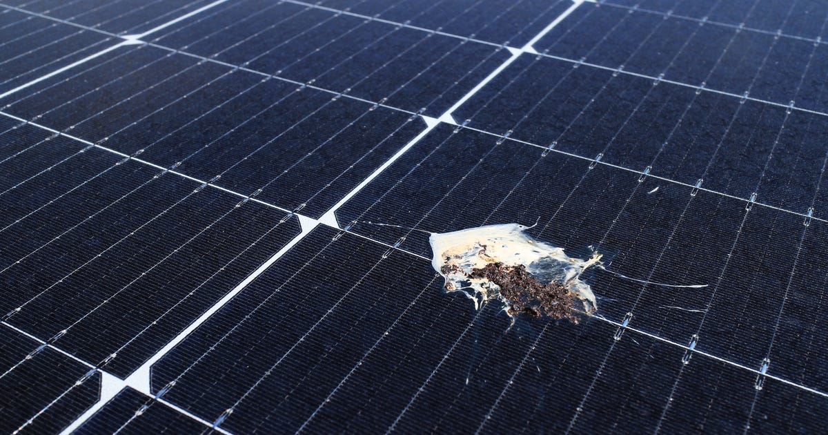 Avoid a Bad Solar Deal by Catching These 7 Scammy Sales Tactics - CNET