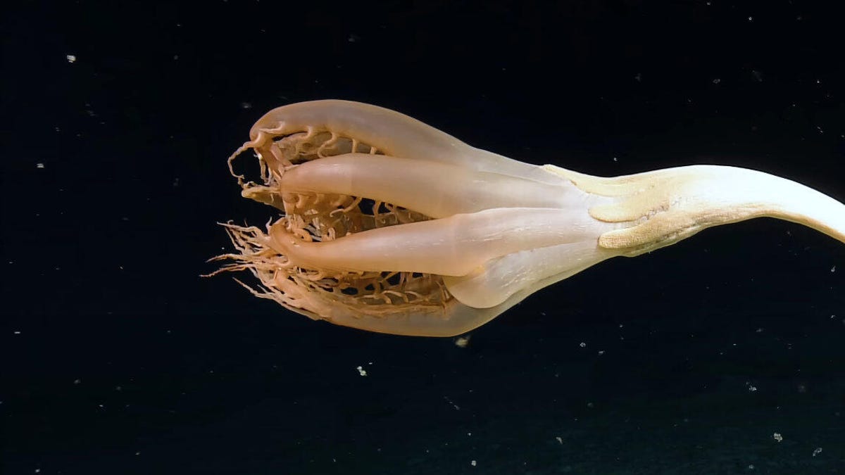Tendril-ly, Cthulhu-looking beigeish-pinkish sea creature extends its tentacles in a clump against the dark ocean.