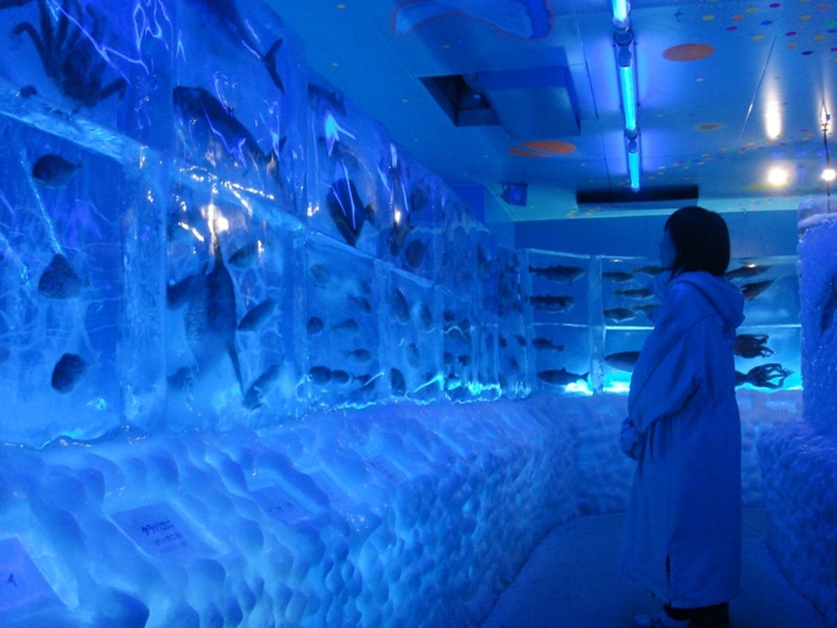 A visitor gets the cold shoulder at the Ice Aquarium in Kesennuma, Japan.