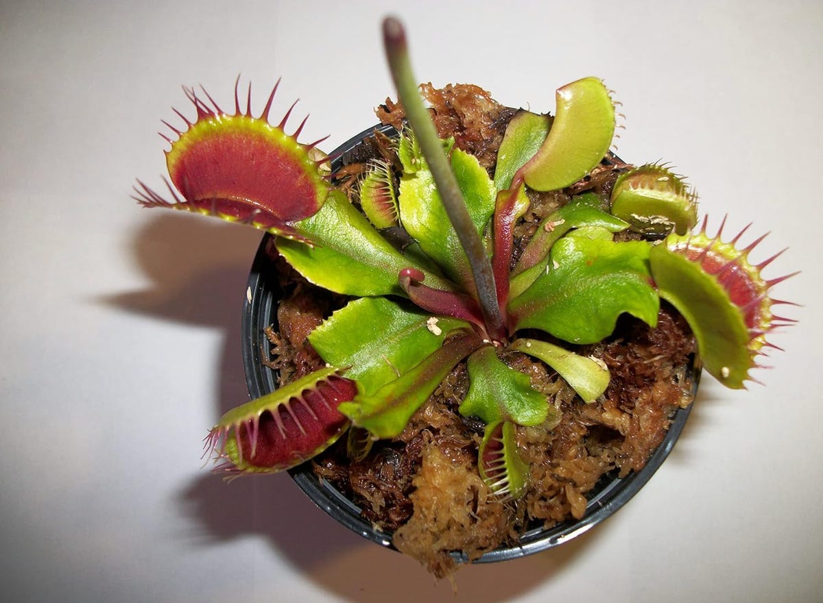 venus flytrap in small pot