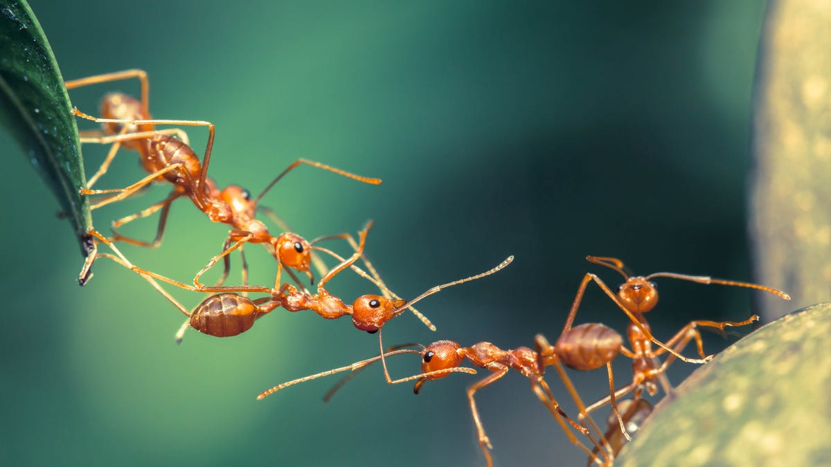 An extreme close-up image shows five or six ants joining hands to make a bridge between a leaf and a rock so they can all safely get to the other side.