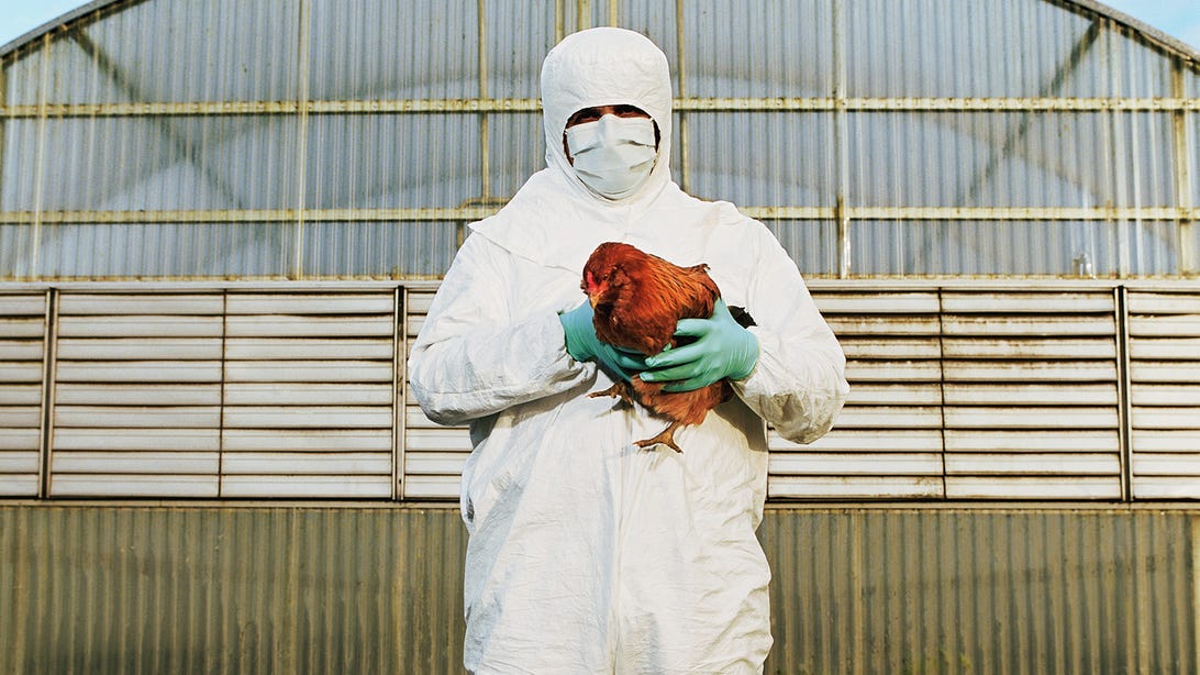 Bird Flu Threat: US Considers Vaccine for Birds, Report Says, but Public Risk Stays Low     – CNET