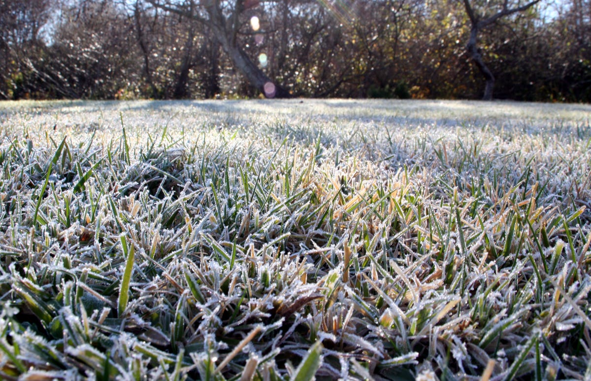 low angle of frosted grass