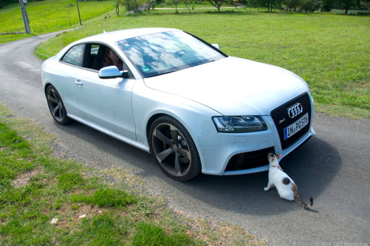RS5_and_cat.jpg
