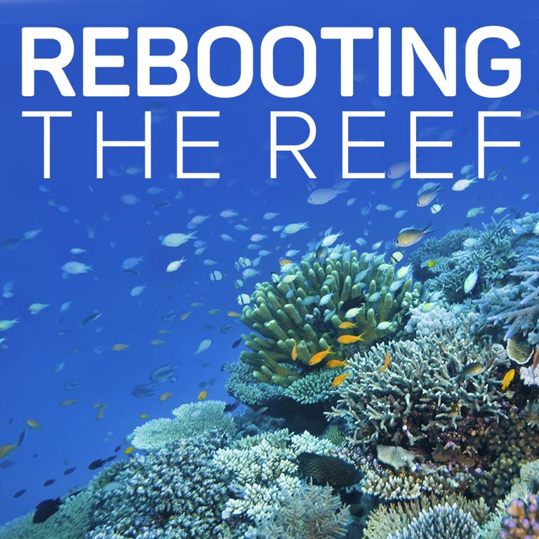 reef-promo
