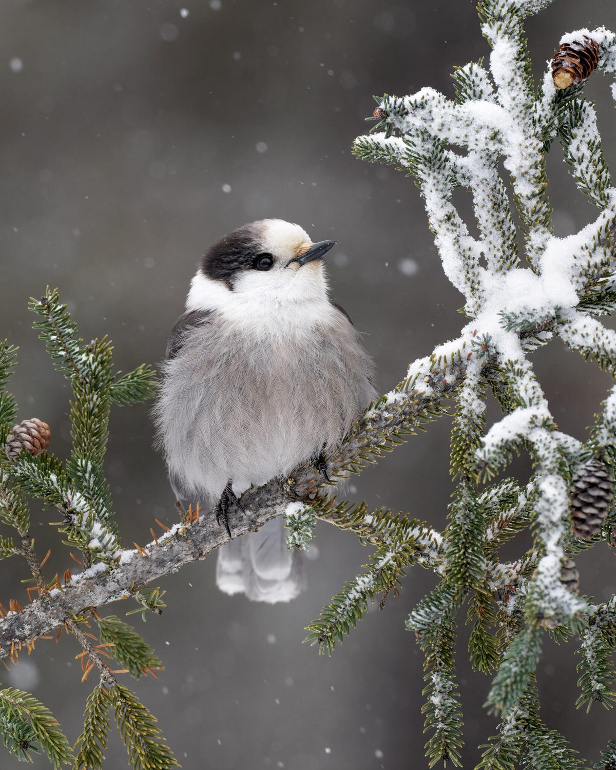 Mostly white, fluffed-up bird with black on its head perches on a branch in winter.