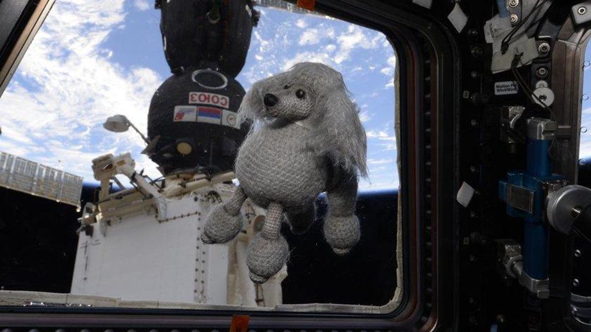Houston, we have a cute toy poodle on the space station - CNET