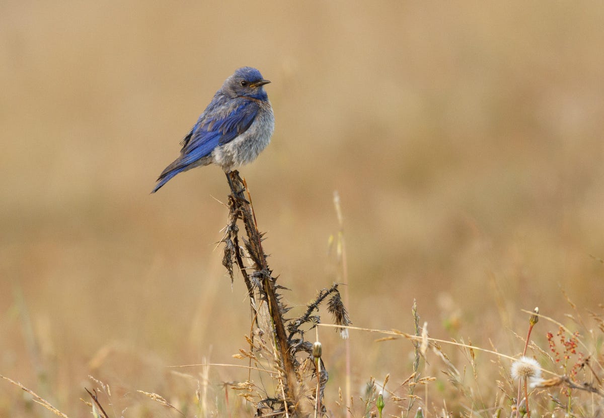 A western bluebird perches on a plant in Point Reyes National Seashore.