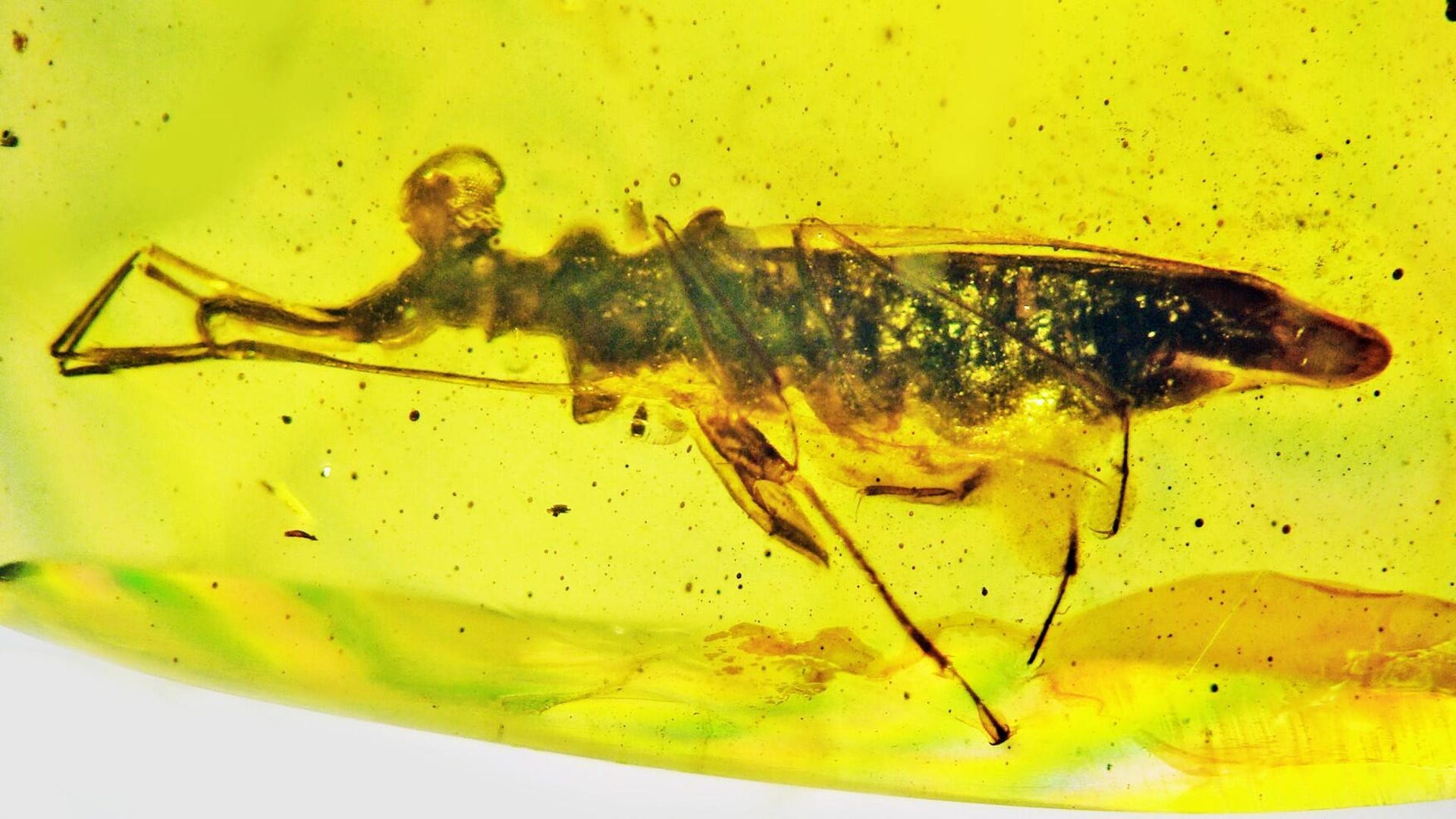 Sideways look at a bug trapped in amber. The bug, brown against a yellow backdrop, is elongated with a bulging eye.