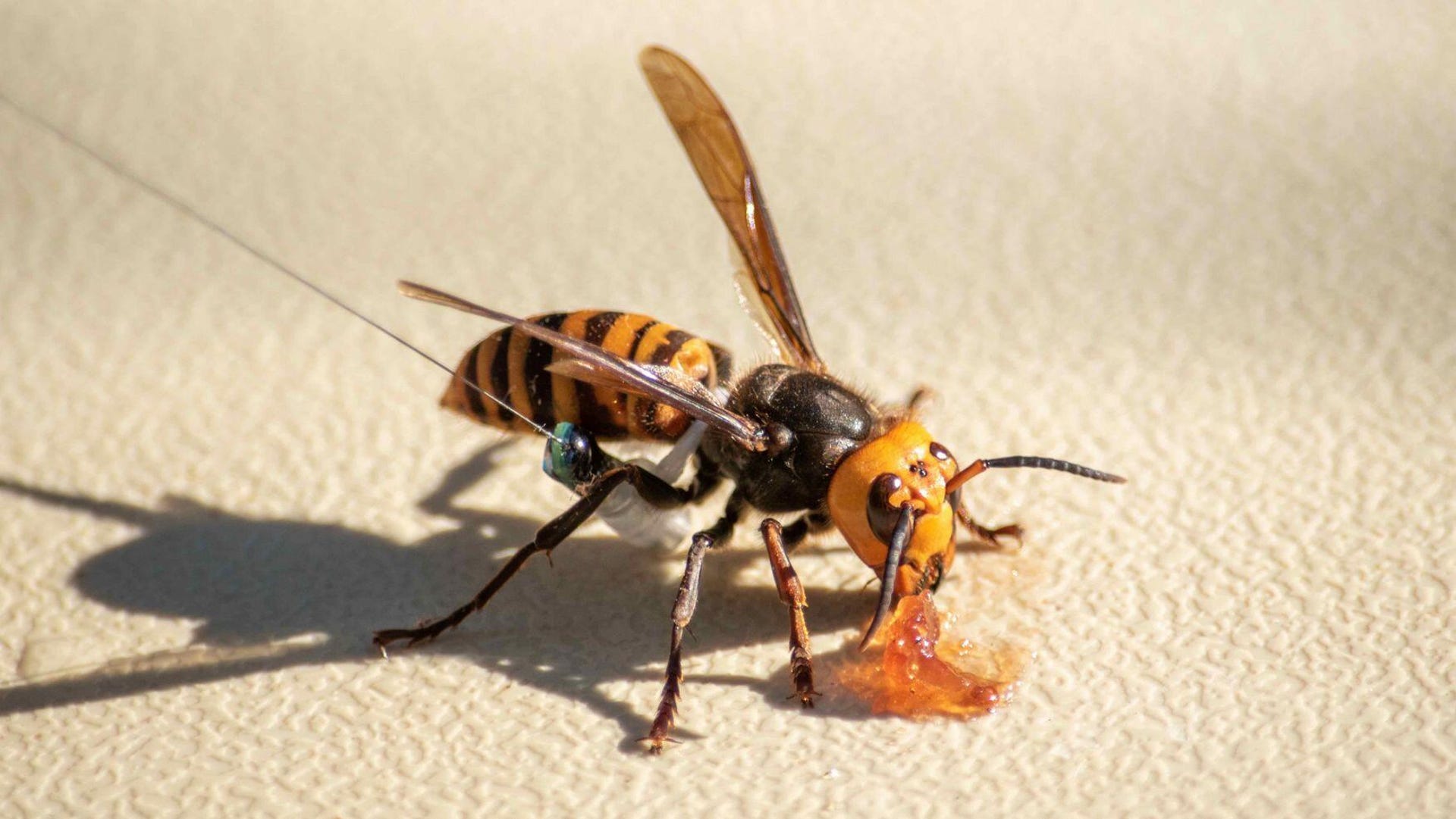 Murder hornet with a tracker attached to it.