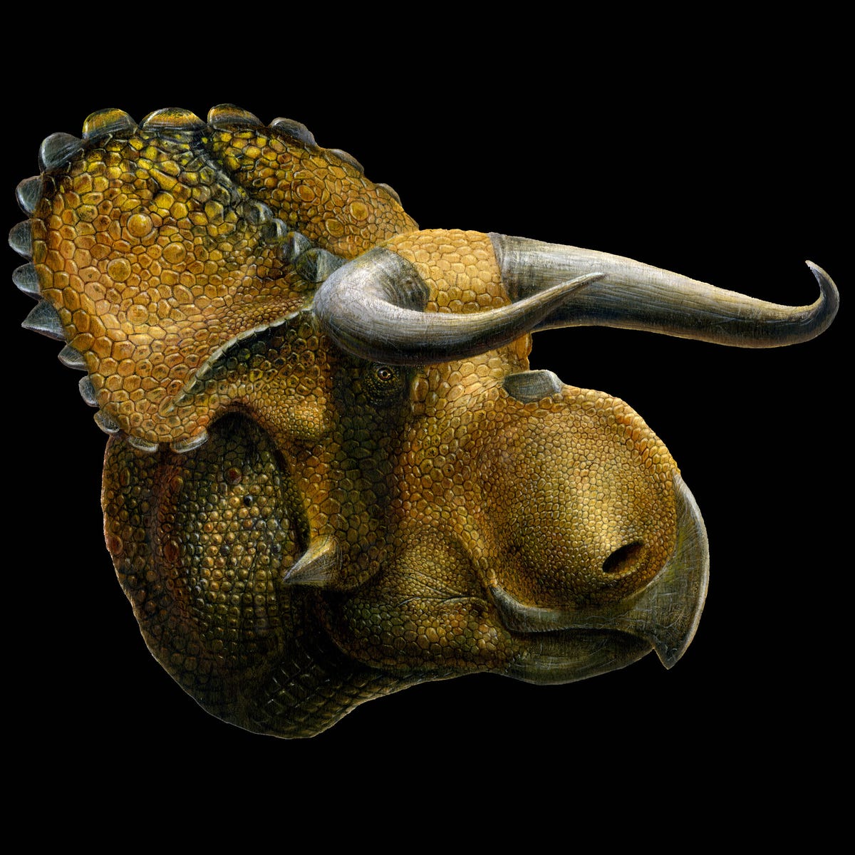 Nasutoceratops.jpg