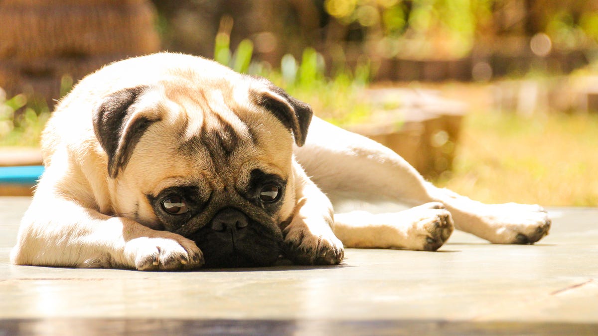 A picture of a sleepy pug in the sun.