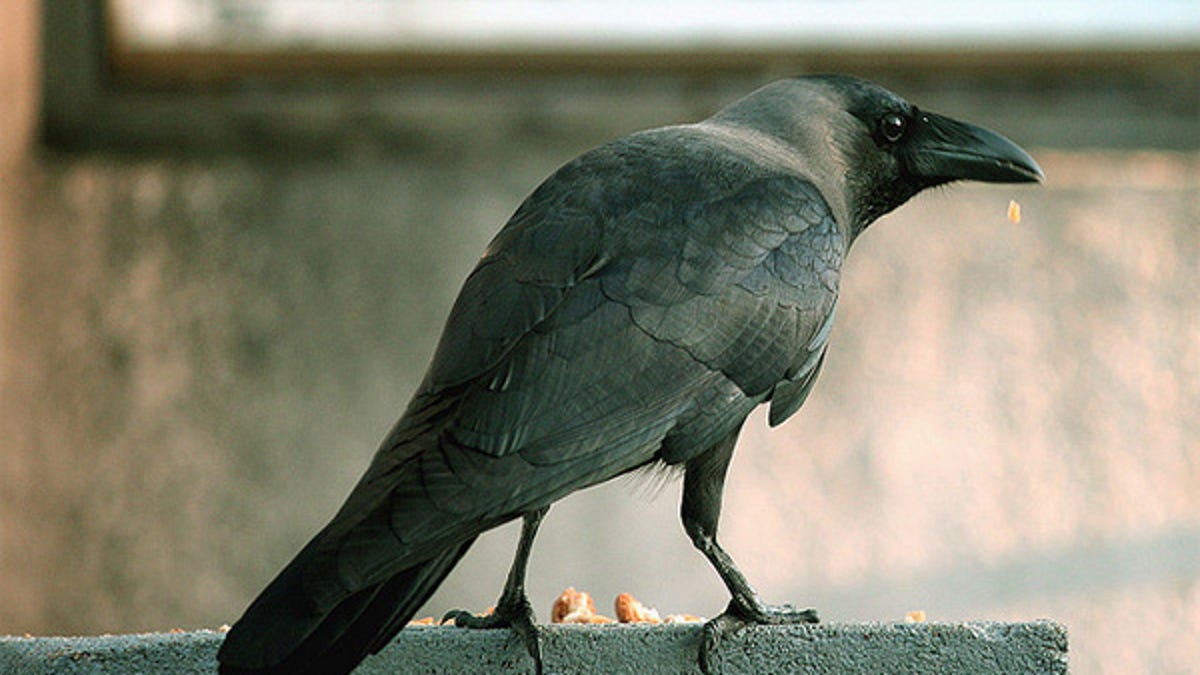 Watch a wild crow tackle a complex eight-step puzzle - CNET