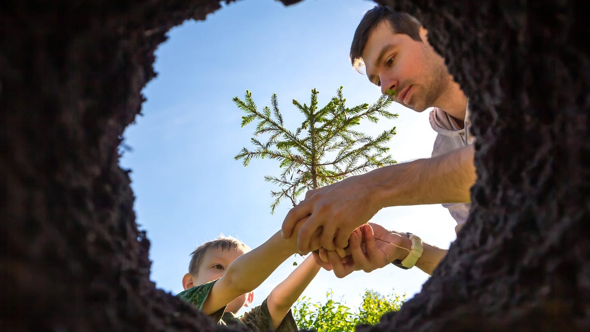 father and son planting a tree, from the point of view of the hole