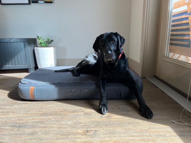 Black dog on Orvis Dog Bed