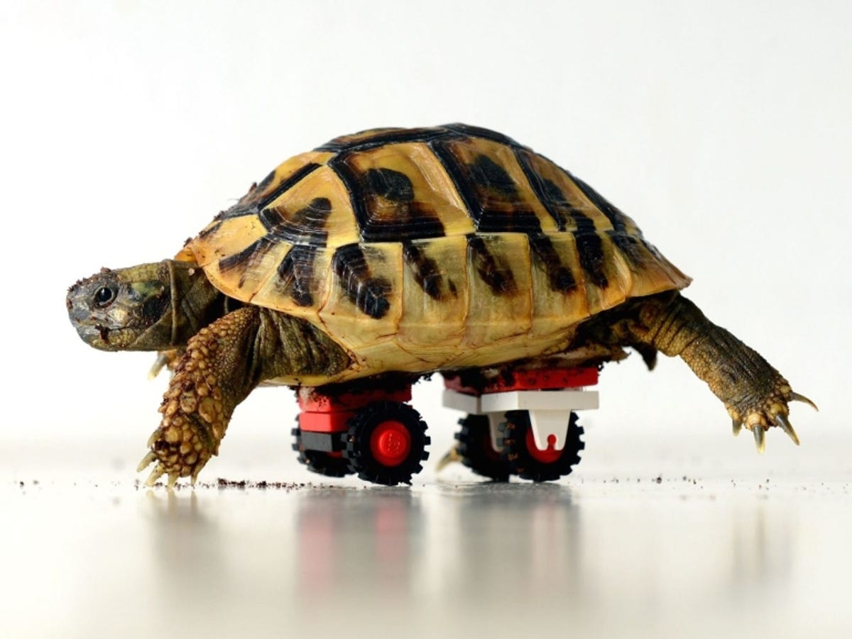Disabled tortoise gets a Lego 'wheelchair' - CNET