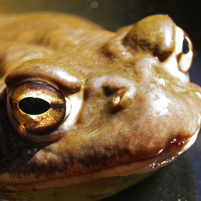 Close up of Sonoran desert toad face looking moist with big eyes.