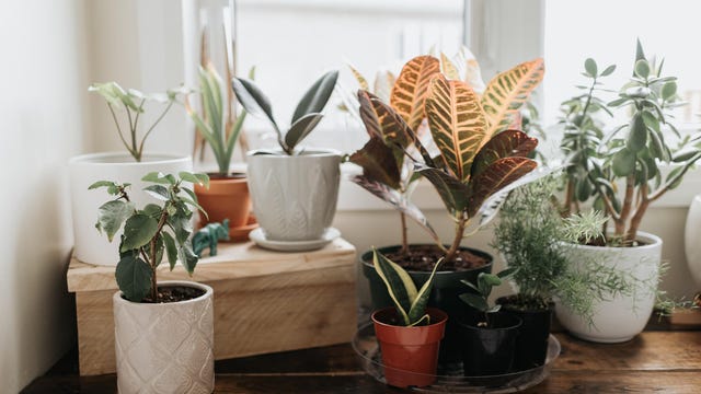 Image of article: These Common Houseplants …