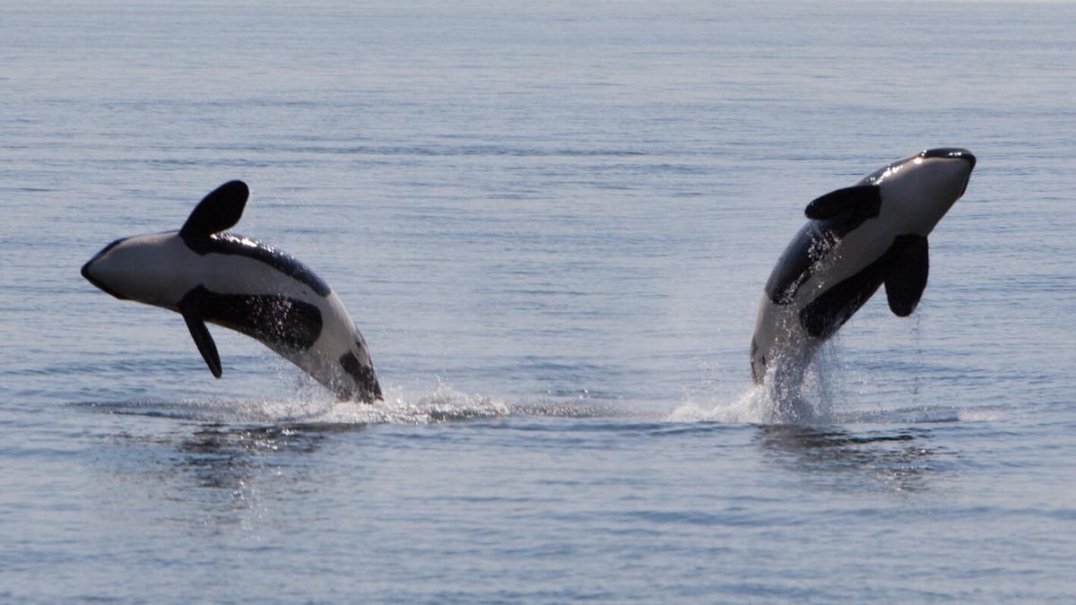 two killer whales breach the surface of the ocean, one jumps left, one jumps right