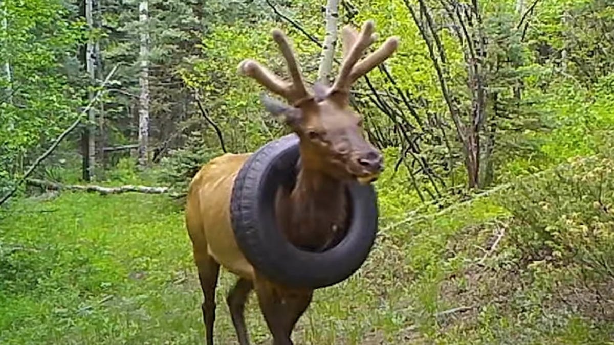 Elk with tire stuck around its neck for years finally freed - CNET