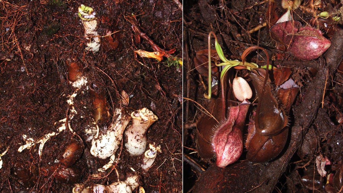 Clusters of pitcher planet leaves and pitchers found in soil and in cavities.