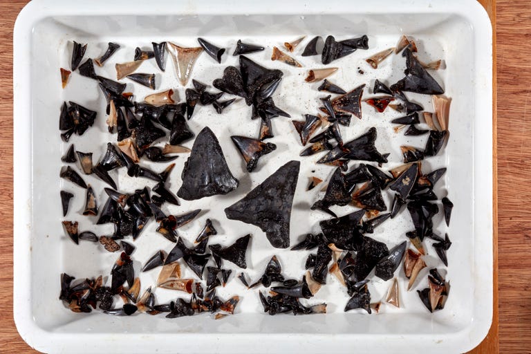 A white box containing dozens of shark teeth in various hues of brown and black.