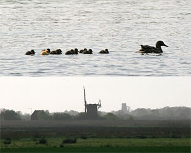 photographs of ducklings and windmill