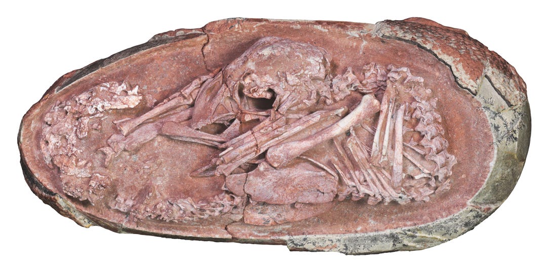 dinoembryofossil