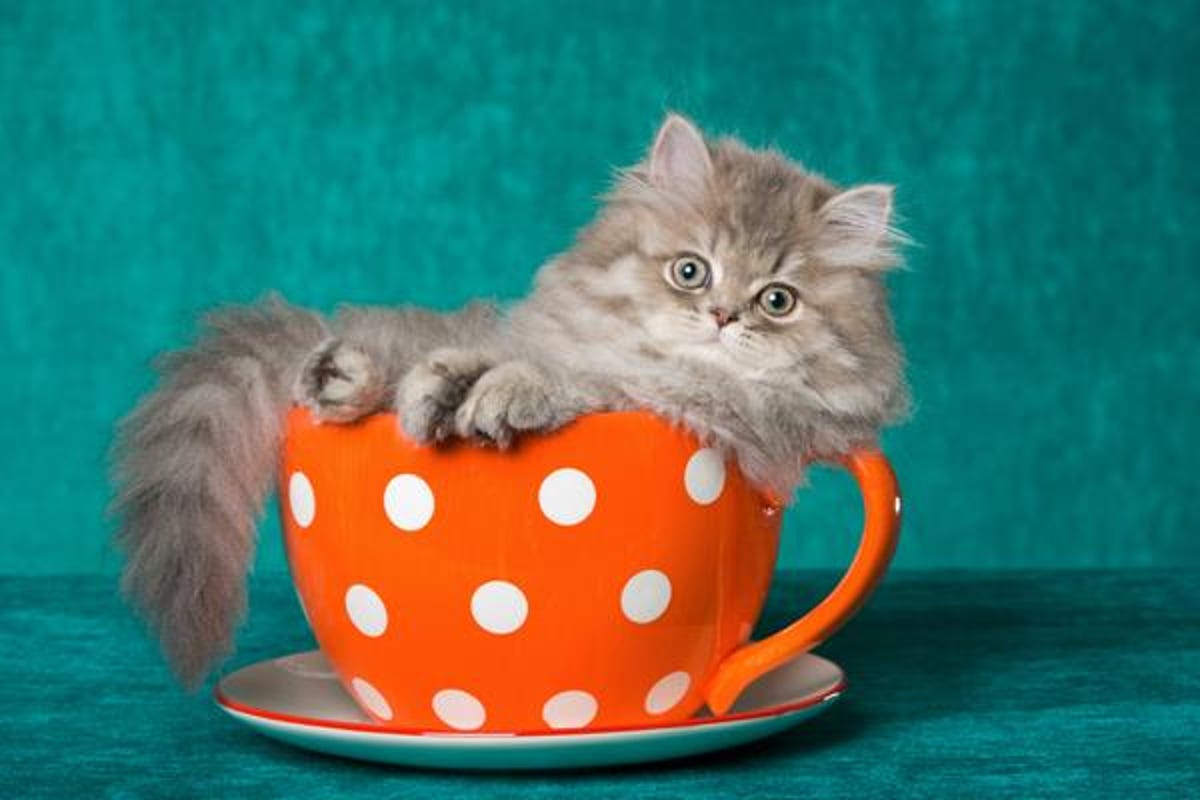 Awwww.... who wouldn't want to share a cup of tea with a kitty?