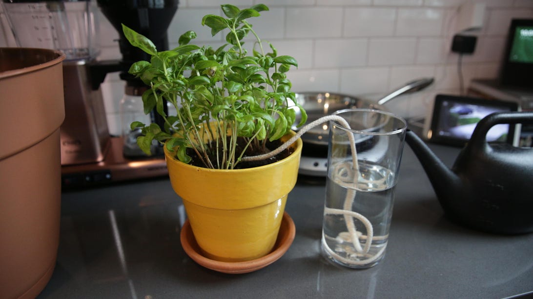 A potted plant being watered via the water wicking method