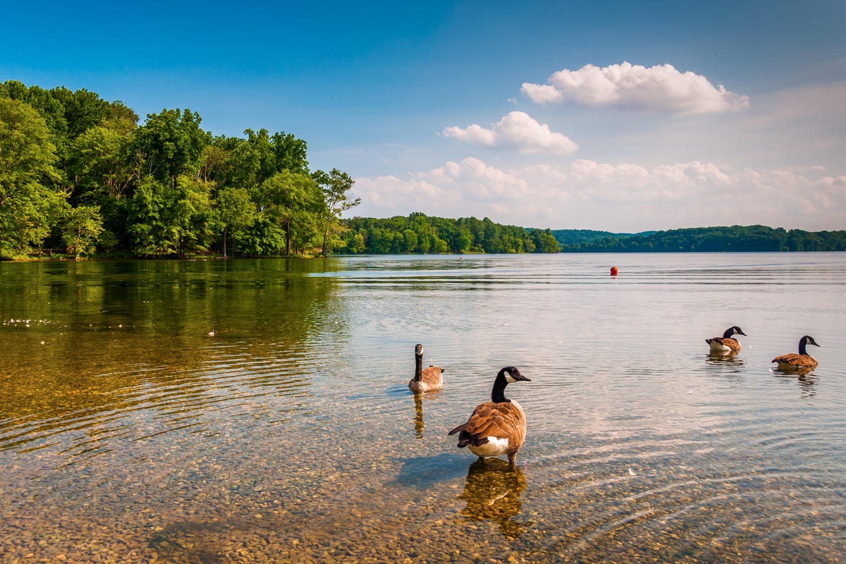 Geese in the water at Loch Raven Reservoir, near Towson, Maryland.